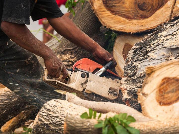 Après l’abattage d’un arbre à Beauvais, laissez-nous enlever la souche à l’aide d’une technique efficace et non destructive.