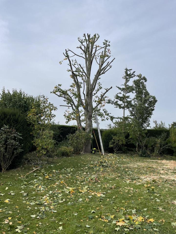 Élagueur, Tillé