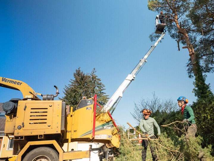 Professionnels en abattage d'arbres Beauvais