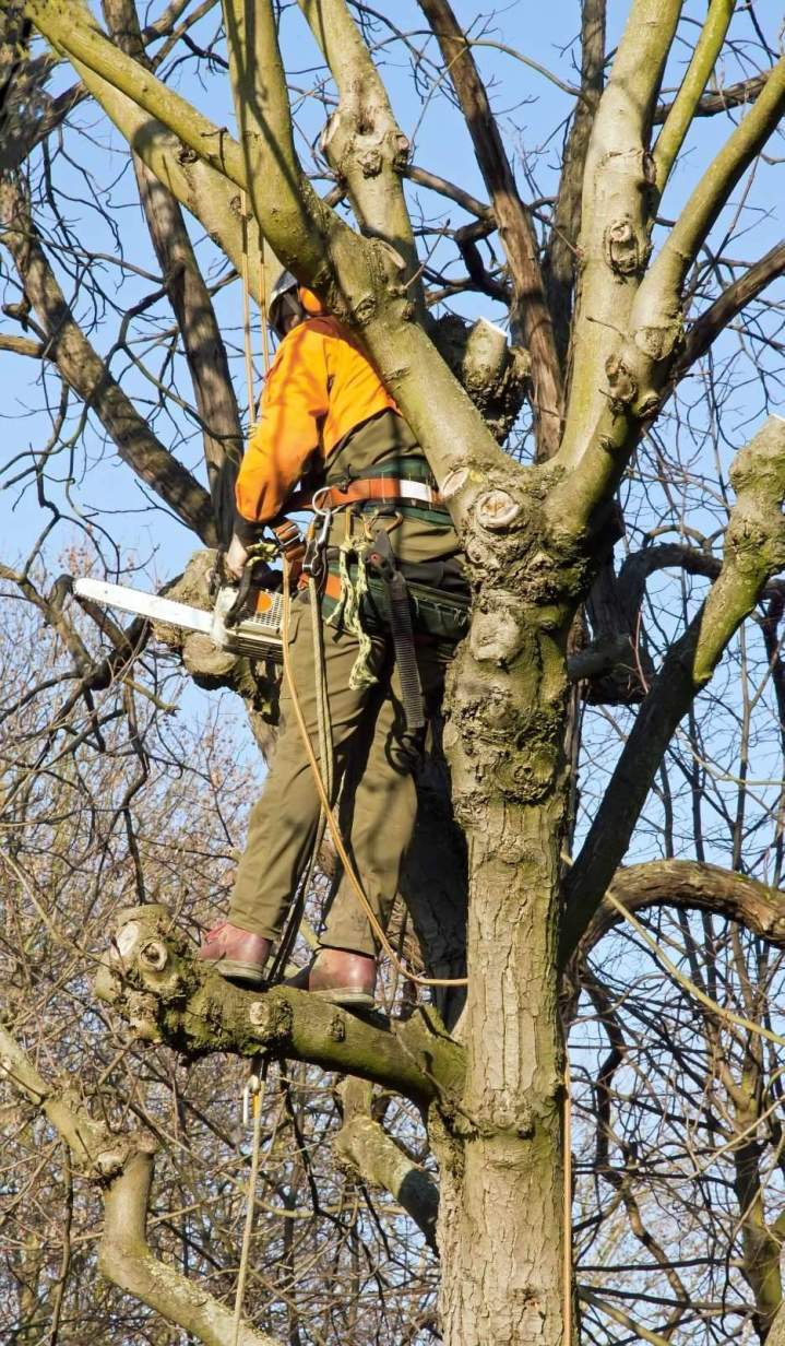Professionnel élagage et abattage arbres Beauvais